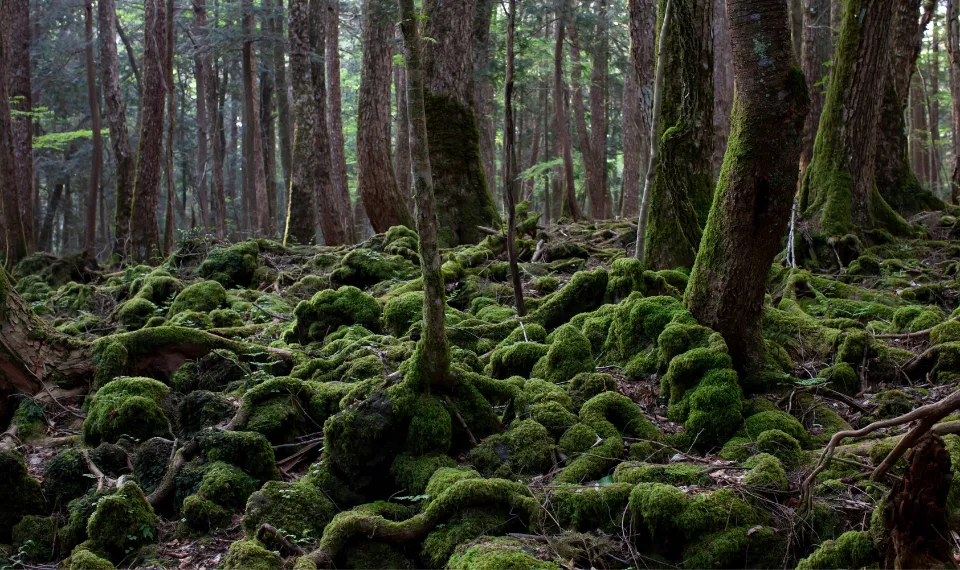 aokigahara adalah