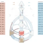 human design calculator free